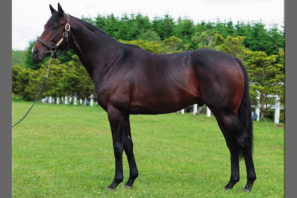 ダージー(USA)|JBISサーチ(JBIS-Search) ダージー(USA)|JBISサーチ(JBIS-Search)